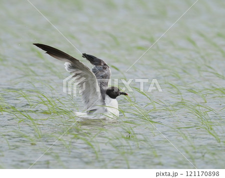 ワライカモメ 121170898