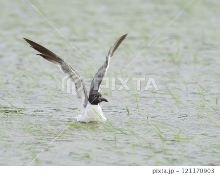 ワライカモメ ワライカモメ 121170903