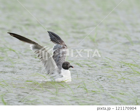 ワライカモメ 121170904