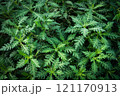 fern plant, closeup, forest plants - leaes background 121170913