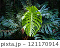 Monstera leaves - tropical forest plant, Philodendron 121170914