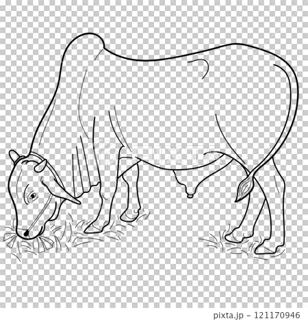Indian bull eating grass at farm. Hand drawn in thin line style 121170946