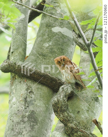 赤色型コノハズク 赤色型コノハズク 121170960