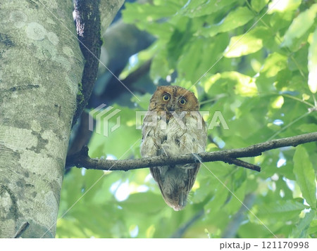 赤色型コノハズク 赤色型コノハズク 121170998