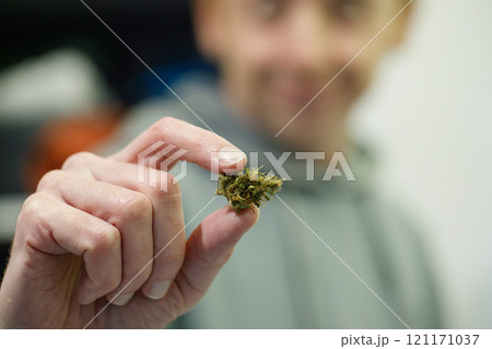 Close up hand holding a green cannabis or marijuana plant flower 121171037