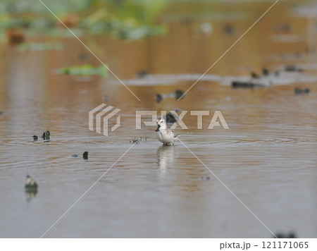 ヘラシギ ヘラシギ 121171065