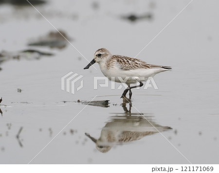 ヘラシギ 121171069