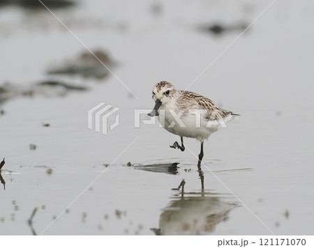 ヘラシギ 121171070