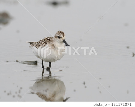 ヘラシギ 121171071