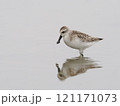 ヘラシギ 121171073