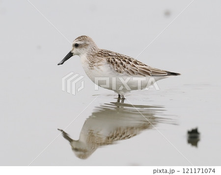 ヘラシギ 121171074