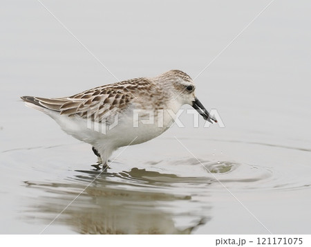 ヘラシギ 121171075
