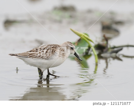 ヘラシギ 121171077