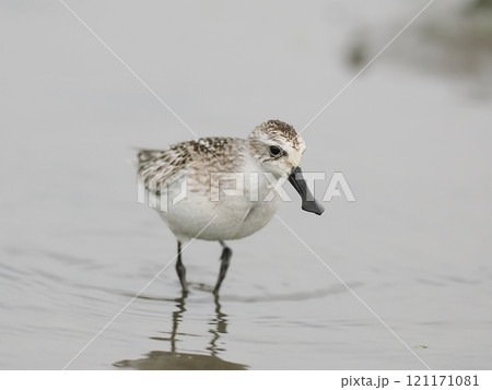 ヘラシギ 121171081