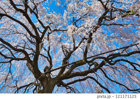 京都　本満寺の枝垂れ桜（京都府京都市上京区） 121171125