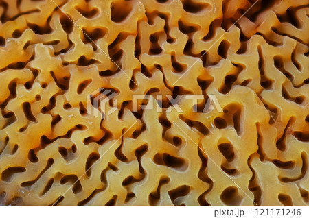 The Intricate Patterns Found Within the Natural Structures of a mushroom 121171246
