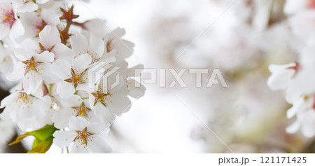 Cherry white flower, blossom nature background Cherry white flower, blossom nature background 121171425