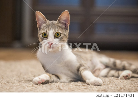Furry tricolor cat pet posing indoor Furry tricolor cat pet posing indoor 121171431
