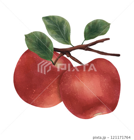 red apples with leaves isolated on white red apples with leaves isolated on white 121171764