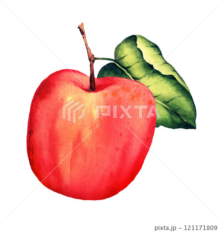 watercolor illustration of ripe red apple watercolor illustration of ripe red apple 121171809
