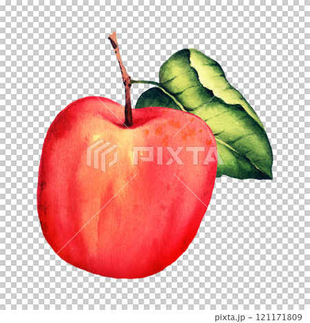 watercolor illustration of ripe red apple 121171809