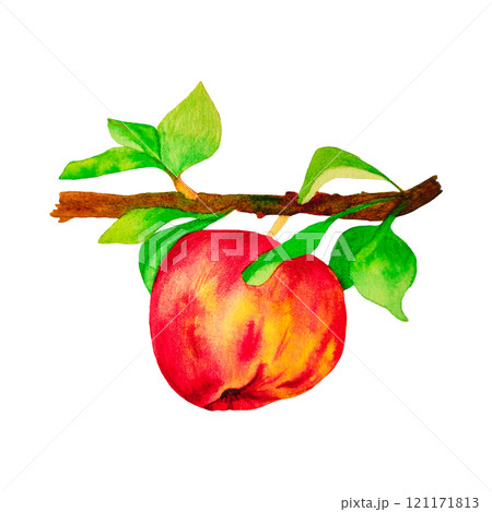 ripe apple fruit on a white background ripe apple fruit on a white background 121171813