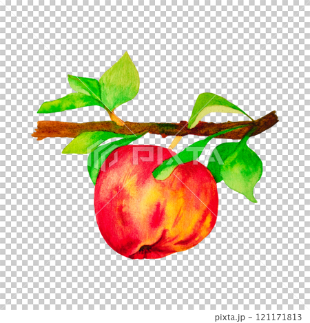 ripe apple fruit on a white background ripe apple fruit on a white background 121171813