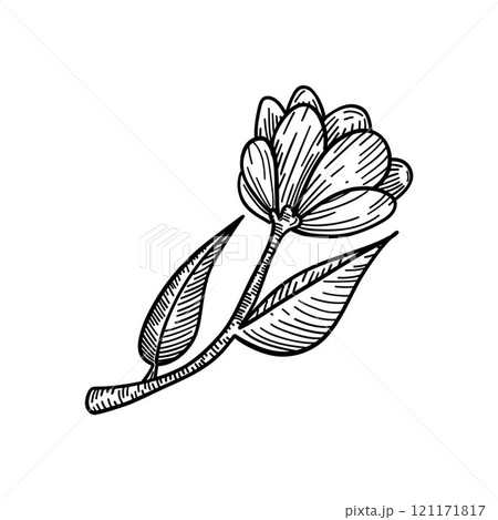Black and white botanical line art of a delicate flower with leaves, perfect for minimalist art, educational materials, and elegant prints 121171817