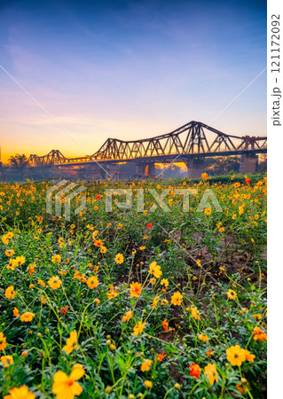 Sunrise on Long Bien bridge, Hanoi capital, Vietnam with flower fields in foreground 121172092