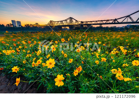 Sunrise on Long Bien bridge, Hanoi capital, Vietnam with flower fields in foreground Sunrise on Long Bien bridge, Hanoi capital, Vietnam with flower fields in foreground 121172096