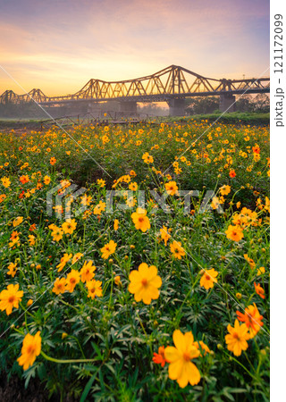 Sunrise on Long Bien bridge, Hanoi capital, Vietnam with flower fields in foreground 121172099