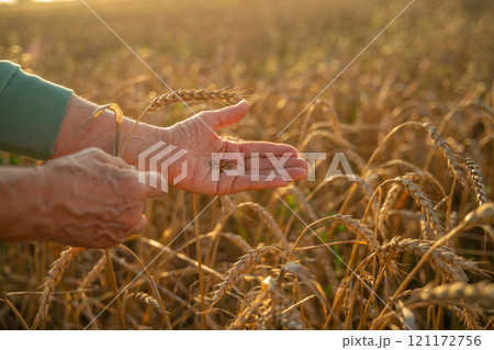 Close up of senior farmers hands holding and examining grains of wheat of wheat against a background of ears in the sunset light. 121172756