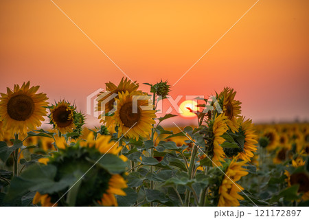Field sunflowers in the warm light of the setting sun. Summer time. Concept agriculture oil production growing. 121172897