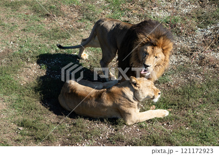 Lions, Africa, Wildlife - Male Lion Roaring Over Female Lion 121172923