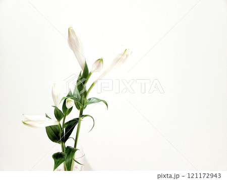 アレンジメントのグリーン アレンジメントのグリーン 121172943