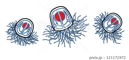 ベニクラゲ 121172972