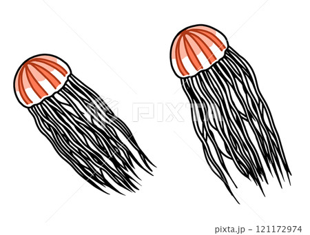 アカクラゲ 121172974