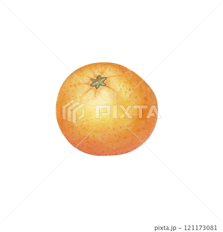 Peeled mandarin watercolor. Set of mandarin fruit design elements. Ripe orange watercolor. Orange fruit vitamin. Food illustration . juice citrus menu Peeled mandarin watercolor. Set of mandarin fruit design elements. Ripe orange watercolor. Orange fruit vitamin. Food illustration . juice citrus menu 121173081