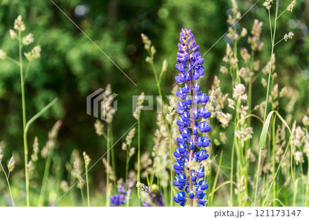 Flowers of blue wild lupine grow in the wild Flowers of blue wild lupine grow in the wild 121173147