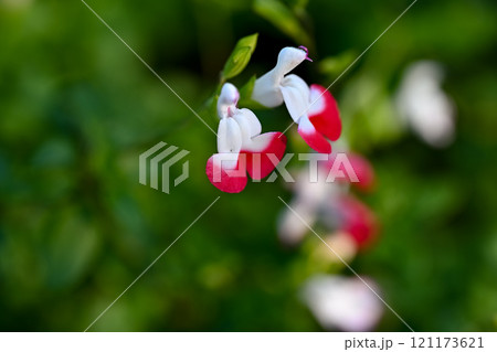 赤いチェリーセージの花 121173621
