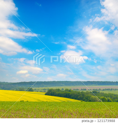 Agricultural fields with corn and rapeseed. 121173988