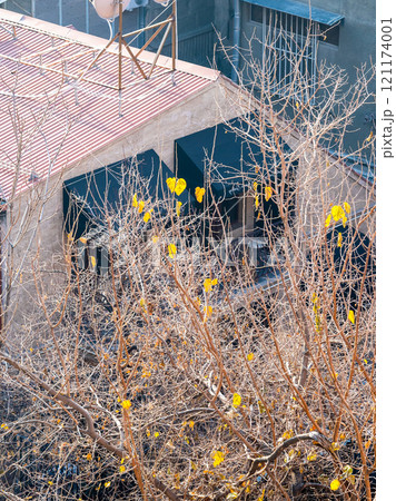last yellow leaves on tree in urban courtyard 121174001
