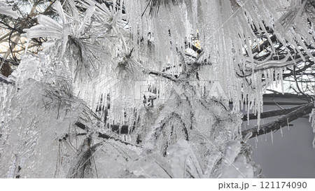 Spruce and pine branches covered with icicles Frozen trees in ice Winter weather 121174090