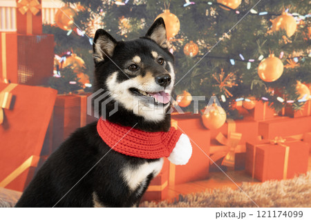 赤いマフラーをした黒い豆柴とクリスマスツリー 121174099