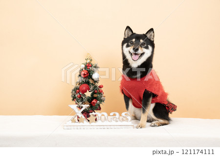 ベージュバックとクリスマスツリーと微笑む豆柴のシェリ 121174111