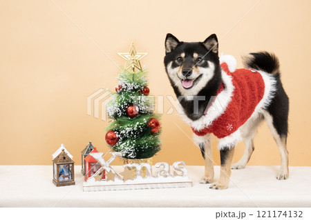 ベージュバックとクリスマスツリーと微笑む豆柴のシェリ ベージュバックとクリスマスツリーと微笑む豆柴のシェリ 121174132