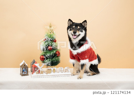 ベージュバックとクリスマスツリーと微笑む豆柴のシェリ ベージュバックとクリスマスツリーと微笑む豆柴のシェリ 121174134