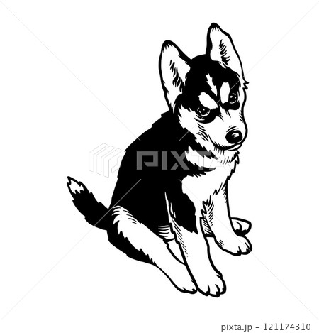 Puppy Siberian Husky - Dog Breed, Puppy Breed Vector File, detailed vector Puppy Siberian Husky - Dog Breed, Puppy Breed Vector File, detailed vector 121174310