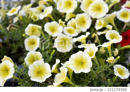Yellow petunia flowers in a flower bed. Petunia nyctaginiflora. Yellow petunia flowers in a flower bed. Petunia nyctaginiflora. 121174360