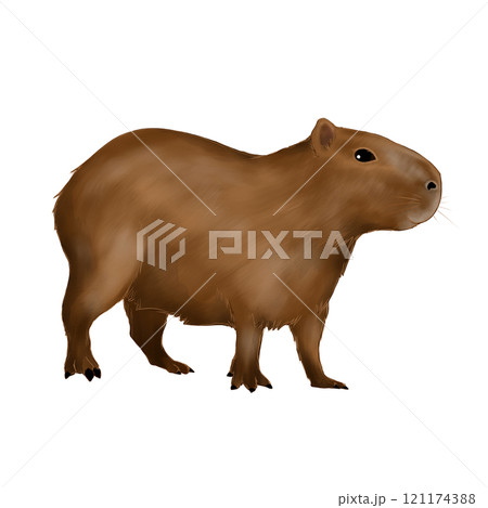 カピバラのイラスト 121174388